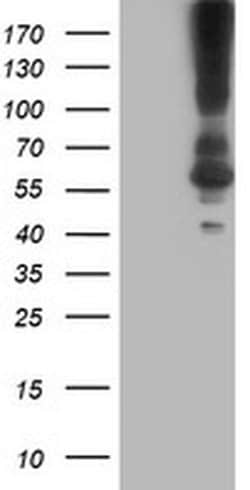 KCNJ3 Monoclonal Antibody (OTI1G2), TrueMAB , OriGene 30 &mu;L; Unconjugated:Antibodies,