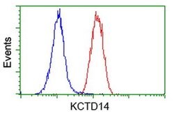 KCTD14 Monoclonal Antibody (OTI1D11), TrueMAB , OriGene 100 &mu;L; Unconjugated:Antibodies,