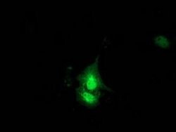 KCTD14 Monoclonal Antibody (OTI3A4), TrueMAB , OriGene:Antibodies:Primary