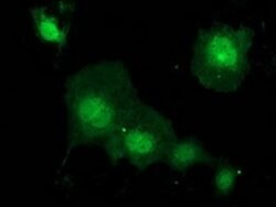 KCTD14 Monoclonal Antibody (OTI1D11), TrueMAB , OriGene 100 &mu;L; Unconjugated:Antibodies,