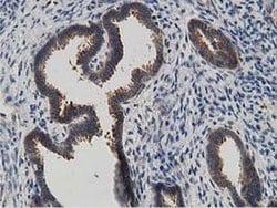 KCTD14 Monoclonal Antibody (OTI1D11), TrueMAB , OriGene 100 &mu;L; Unconjugated:Antibodies,