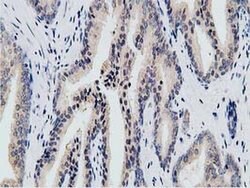 KCTD14 Monoclonal Antibody (OTI1D11), TrueMAB , OriGene 100 &mu;L; Unconjugated:Antibodies,