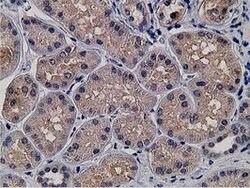 KCTD14 Mouse anti-Human, Clone: OTI1D11, lyophilized, TrueMAB 100 &mu;g;