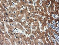 KCTD14 Monoclonal Antibody (OTI2A6), TrueMAB , OriGene 100 &mu;L; Unconjugated:Antibodies,