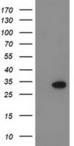 KCTD14 Mouse anti-Human, Clone: OTI1D11, lyophilized, TrueMAB 100 &mu;g;