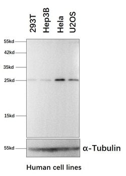 Invitrogen KCTD5 Monoclonal Antibody (OTI3C8) 100 &mu;L; Unconjugated:Antibodies,