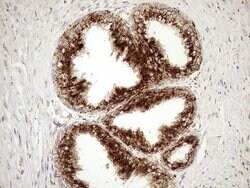KCTD9 Mouse anti-Human, Clone: OTI2G8, lyophilized, TrueMAB 100 &mu;g;