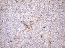 KCTD9 Mouse anti-Human, Clone: OTI2G8, lyophilized, TrueMAB 100 &mu;g;