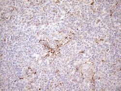 KCTD9 Mouse anti-Human, Clone: OTI2G8, liquid, TrueMAB 100 &mu;L; Unconjugated:Antibodies,