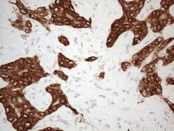 KCTD9 Monoclonal Antibody (OTI1D10), TrueMAB , OriGene:Antibodies:Primary