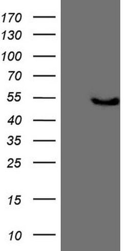 KCTD9 Mouse anti-Human, Clone: OTI2G8, lyophilized, TrueMAB 100 &mu;g;