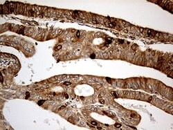 KDELC2 Monoclonal Antibody (OTI5G2), TrueMAB , OriGene 100 &mu;L; Unconjugated:Antibodies,