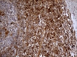 KDELC2 Monoclonal Antibody (OTI5G2), TrueMAB , OriGene 100 &mu;L; Unconjugated:Antibodies,