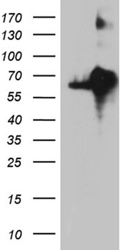 KDELC2 Monoclonal Antibody (OTI5G2), TrueMAB , OriGene 100 &mu;L; Unconjugated:Antibodies,