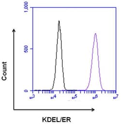 Invitrogen KDEL Polyclonal Antibody 100 &mu;g; Unconjugated:Antibodies,