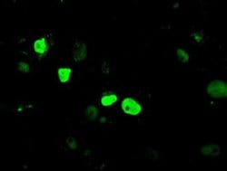 KDM4C Mouse anti-Human, Clone: OTI4B1, liquid, TrueMAB 30 &mu;L; Unconjugated:Antibodies,