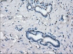 KDM4C Mouse anti-Human, Clone: OTI5B9, liquid, TrueMAB 100 &mu;L; Unconjugated:Antibodies,