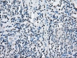 KDM4C Mouse anti-Human, Clone: OTI5B9, liquid, TrueMAB 100 &mu;L; Unconjugated:Antibodies,