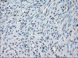 KDM4C Mouse anti-Human, Clone: OTI5B9, liquid, TrueMAB 100 &mu;L; Unconjugated:Antibodies,