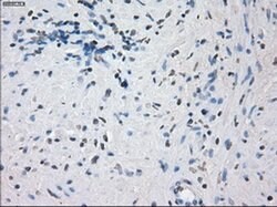KDM4C Mouse anti-Human, Clone: OTI5B9, liquid, TrueMAB 100 &mu;L; Unconjugated:Antibodies,
