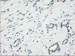 KDM4C Mouse anti-Human, Clone: OTI5B9, liquid, TrueMAB 100 &mu;L; Unconjugated:Antibodies,