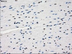 KDM4C Mouse anti-Human, Clone: OTI5B9, liquid, TrueMAB 100 &mu;L; Unconjugated:Antibodies,