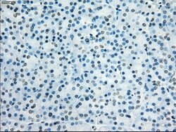 KDM4C Mouse anti-Human, Clone: OTI4B1, lyophilized, TrueMAB 100 &mu;g;