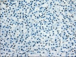 KDM4C Mouse anti-Human, Clone: OTI4B1, liquid, TrueMAB 30 &mu;L; Unconjugated:Antibodies,
