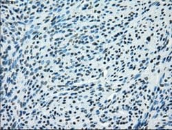 KDM4C Mouse anti-Human, Clone: OTI4B1, liquid, TrueMAB 30 &mu;L; Unconjugated:Antibodies,