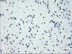 KDM4C Mouse anti-Human, Clone: OTI4B1, lyophilized, TrueMAB 100 &mu;g;
