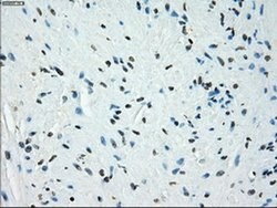 KDM4C Mouse anti-Human, Clone: OTI4B1, liquid, TrueMAB 30 &mu;L; Unconjugated:Antibodies,