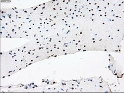 KDM4C Mouse anti-Human, Clone: OTI4B1, lyophilized, TrueMAB 100 &mu;g;