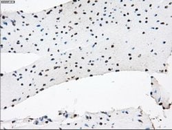 KDM4C Mouse anti-Human, Clone: OTI4B1, liquid, TrueMAB 30 &mu;L; Unconjugated:Antibodies,