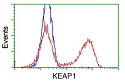 KEAP1 Mouse anti-Human, Clone: OTI1G2, lyophilized, TrueMAB 100 &mu;g;