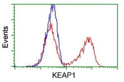 KEAP1 Monoclonal Antibody (OTI1A1), TrueMAB , OriGene 100 &mu;L; Unconjugated:Antibodies,