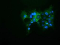 KEAP1 Mouse anti-Human, Clone: OTI1G2, liquid, TrueMAB 100 &mu;L; Unconjugated:Antibodies,