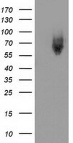 KEAP1 Mouse anti-Human, Clone: OTI1G2, lyophilized, TrueMAB 100 &mu;g;