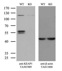 KEAP1 Mouse anti-Human, Clone: OTI1G2, lyophilized, TrueMAB 100 &mu;g;