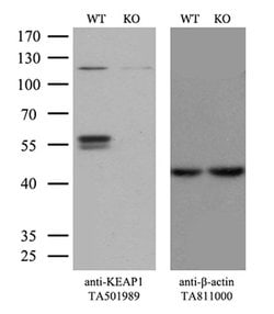 KEAP1 Mouse anti-Human, Clone: OTI1G2, liquid, TrueMAB 100 &mu;L; Unconjugated:Antibodies,