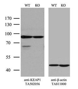 KEAP1 Monoclonal Antibody (OTI1A1), TrueMAB , OriGene 100 &mu;L; Unconjugated:Antibodies,