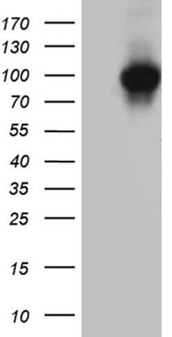 KEL Mouse anti-Human, Clone: OTI5E6, liquid, TrueMAB 100 &mu;L; Unconjugated:Antibodies,