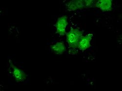 KHK Mouse anti-Human, Clone: OTI1F1, lyophilized, TrueMAB 100 &mu;g; Unconjugated:Antibodies,