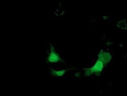 KHK Mouse anti-Human, Clone: OTI3D1, lyophilized, TrueMAB 100 &mu;g; Unconjugated:Antibodies,