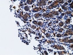 KHK Mouse anti-Human, Clone: OTI3D1, liquid, TrueMAB 100 &mu;L; Unconjugated:Antibodies,