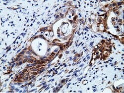 KHK Mouse anti-Human, Clone: OTI3D1, lyophilized, TrueMAB 100 &mu;g; Unconjugated:Antibodies,