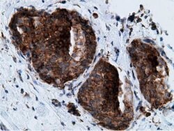 KHK Mouse anti-Human, Clone: OTI3D1, liquid, TrueMAB 100 &mu;L; Unconjugated:Antibodies,