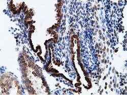 KHK Mouse anti-Human, Clone: OTI3D1, lyophilized, TrueMAB 100 &mu;g; Unconjugated:Antibodies,