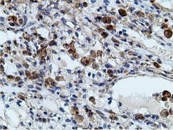 KHK Mouse anti-Human, Clone: OTI3D1, liquid, TrueMAB 100 &mu;L; Unconjugated:Antibodies,