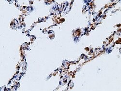 KHK Mouse anti-Human, Clone: OTI3D1, lyophilized, TrueMAB 100 &mu;g; Unconjugated:Antibodies,