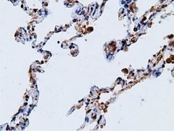 KHK Mouse anti-Human, Clone: OTI3D1, liquid, TrueMAB 100 &mu;L; Unconjugated:Antibodies,